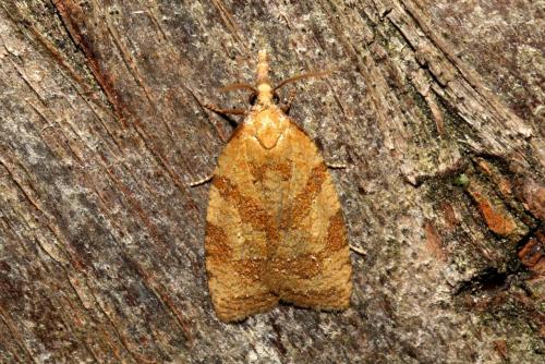 Réf. 185 549 : Sparganothis pilleriana